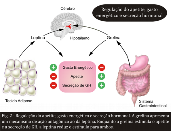 Liptin vs Ghrelin