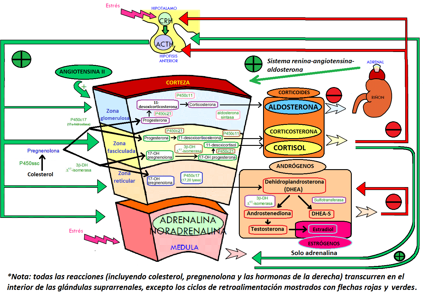 S%C3%ADntesis_de_hormonas_esteroideas[1]
