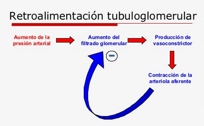 retroalimentacioGlomerular