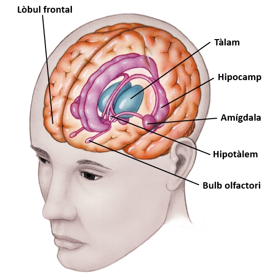 sistemaLimbic