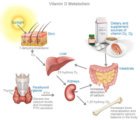 VitaminDSunBoneHealth