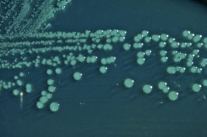 Shigella
