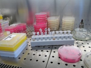 Pat&oacute;genos transmitidos por alimentos: Bacterias