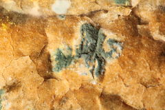 muffa-che-cresce-sul-vecchio-pane-28416248