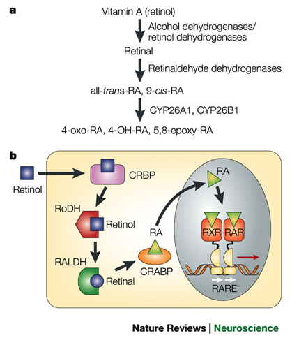 Ruta metab&ograve;lica que converteix el retinol en RA