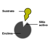 Enzim, substrat i centre actiu