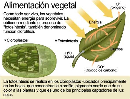 Procés de la fotosíntesi