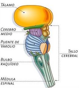 tallo_cerebral