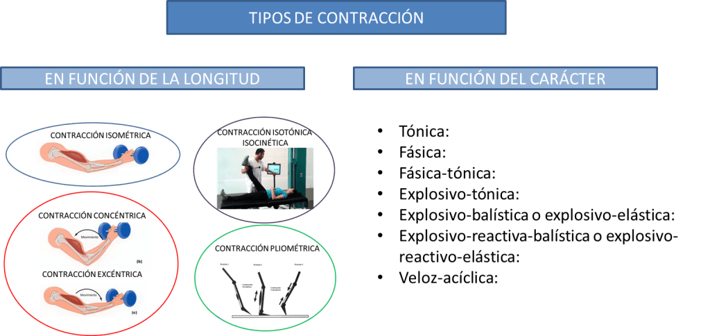 tipos_contraccion_muscular