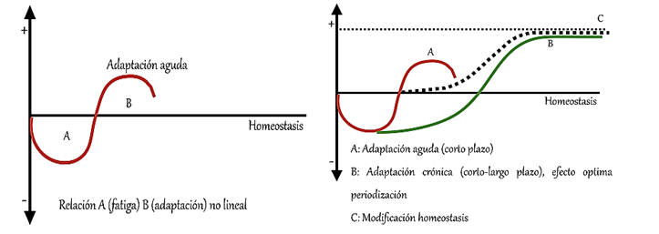 Esquema representatiu del procés d'estímul-resposta (adaptació aguda i crònica) de la càrrega de l'entrenament