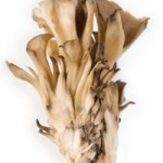 Els bolets tamb&eacute; en s&oacute;n bona font. Els dessecats en tenen major concentraci&oacute;