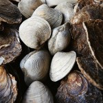 Ostres, clo&iuml;sses i marisc en general