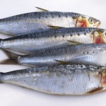Sardines, anxoves i arengades, opcions bones i barates!