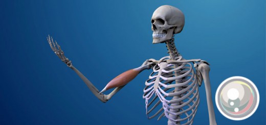 PerlaFisiologiaDelMoviment