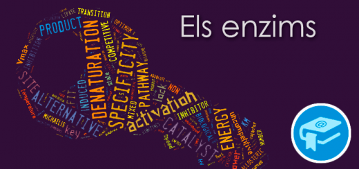 Apunts-ElsEnzims