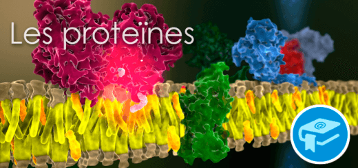 Apunts-LesProteines