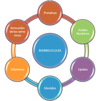 Diferents tipus de biomolecula