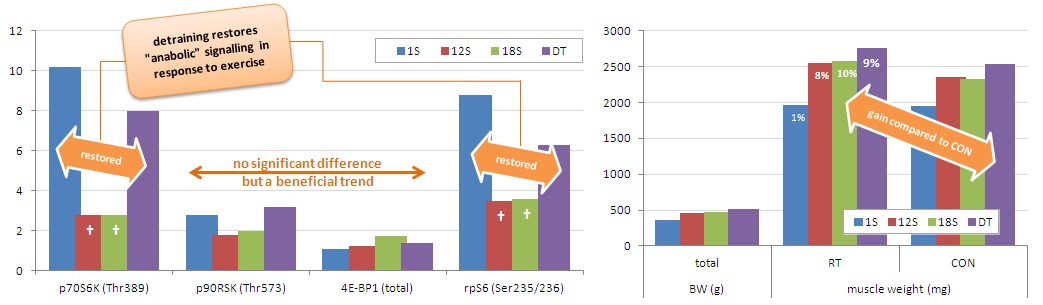 La llegenda corresp&oacute;n als diferents protocols d'entrnament: sessions de 1, 12 o 18 s&egrave;ries (1S,12S,18S) per a comprar com impacta el voluem, en dies alternats, o b&eacute; entrenaments en dies continus seguit d'un descans prologant de 12 dies (DT)