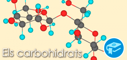 Apunts-ElsCarbohidratsd