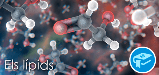 Apunts-ElsLipids