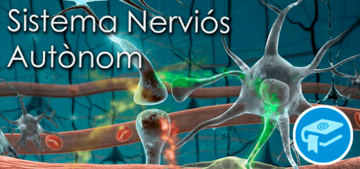 Apunts-SistemaNerviosAutonom