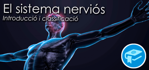 Apunts-SistemaNerviosClassificacio
