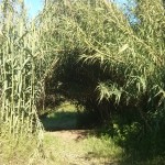 Raconet 'secret' a la zona del riu llobregat a l'alçada del Molí Nou