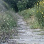 Caminet que porta a la Font de la Senyora (Collserola)