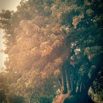 L'arbre centenari del Jardi dels Drets Humans, de tant en tant vaig a agafar-li prestats uns quants electrons...